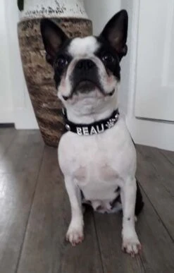 Featured Products -Huisdierbenodigdheden image 2038