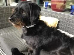 Doxtasy Hondenhalsband Met Naam Medium Black 13 Doxtasy Hondenhalsband Met Naam Medium Black -Huisdierbenodigdheden image 2039