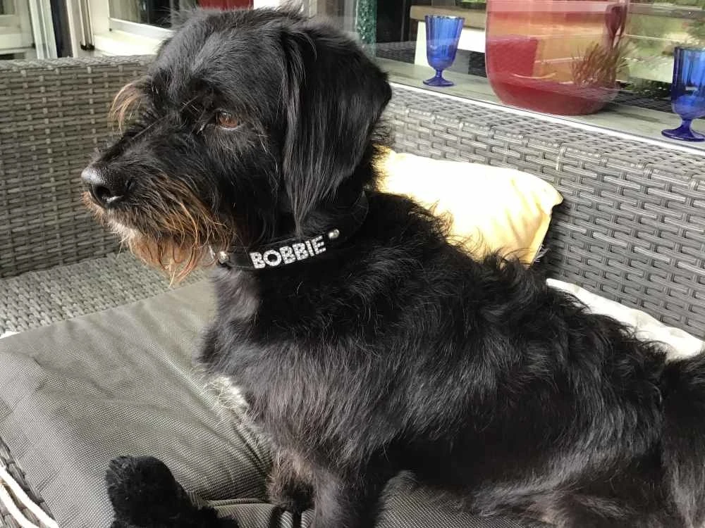 Doxtasy Hondenhalsband Met Naam Medium Black 5 Doxtasy Hondenhalsband Met Naam Medium Black - Afbeelding 3