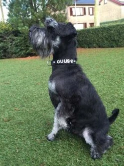 Doxtasy Hondenhalsband Met Naam Medium Black 14 Doxtasy Hondenhalsband Met Naam Medium Black -Huisdierbenodigdheden image 2040