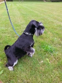 Doxtasy Hondenhalsband Met Naam Medium Black 7 Doxtasy Hondenhalsband Met Naam Medium Black - Afbeelding 5