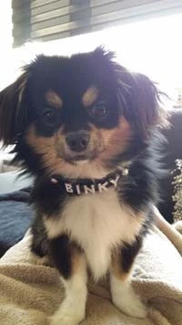 Doxtasy Hondenhalsband Met Naam Medium Black 8 Doxtasy Hondenhalsband Met Naam Medium Black - Afbeelding 6