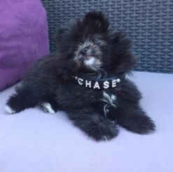 Doxtasy Hondenhalsband Met Naam Medium Black 17 Doxtasy Hondenhalsband Met Naam Medium Black -Huisdierbenodigdheden image 2043