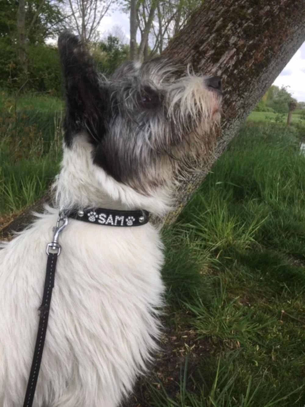 Doxtasy Hondenhalsband Met Naam Medium Black 10 Doxtasy Hondenhalsband Met Naam Medium Black - Afbeelding 8