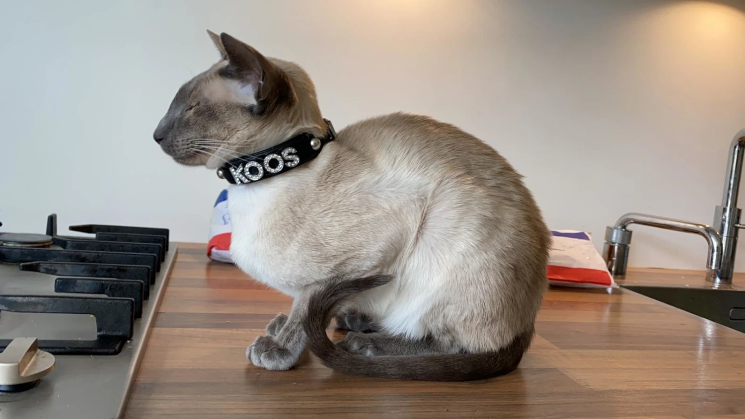 Doxtasy Hondenhalsband Met Naam Medium Black 11 Doxtasy Hondenhalsband Met Naam Medium Black - Afbeelding 9