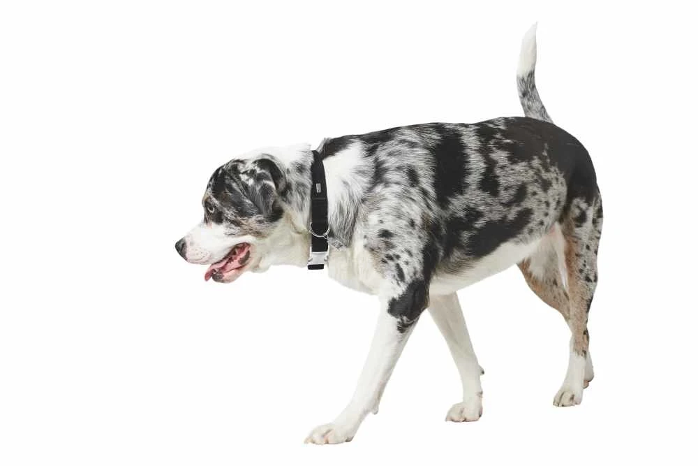 Hunter Hondenhalsband Softie Alu Strong Zwart 4 Hunter Hondenhalsband Softie Alu Strong Zwart - Afbeelding 2