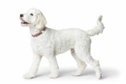 Hunter Hondenhalsband Inari Alu Strong Pastel Rood 9 Hunter Hondenhalsband Inari Alu Strong Pastel Rood -Huisdierbenodigdheden image 2051