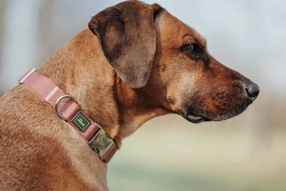 Hunter Hondenhalsband Inari Alu Strong Pastel Rood 7 Hunter Hondenhalsband Inari Alu Strong Pastel Rood - Afbeelding 5