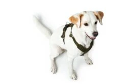 Hunter Hondentuig Aalborg Olive -Huisdierbenodigdheden image 207