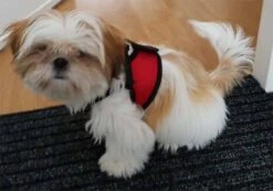 Doxtasy Hondentuig Comfy Harnass Mesh Red -Huisdierbenodigdheden image 21