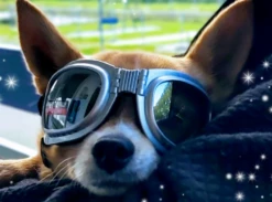 Dogoptics Hondenzonnebril Biker Silver Frame/Mirror Lens -Huisdierbenodigdheden image 21