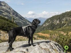 EQDOG Hondentuig Pro Harness Zwart -Huisdierbenodigdheden image 2143