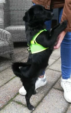 Doxtasy Hondentuig Comfy Harnass Mesh Fluo Green -Huisdierbenodigdheden image 215