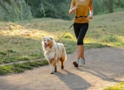 Rogz Hondenriem Handsfree Airtech Sport Oker -Huisdierbenodigdheden image 2159