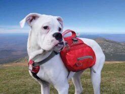 Kurgo Hondenrugzak Baxter