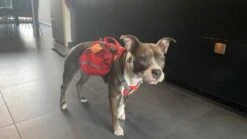 Kurgo Hondenrugzak Baxter -Huisdierbenodigdheden image 2194