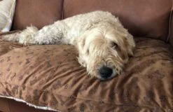 TrendPet Hondendeken Relax -Huisdierbenodigdheden image 2280