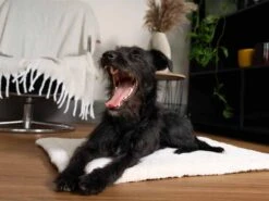 TrendPet Hondendeken Relax -Huisdierbenodigdheden image 2283