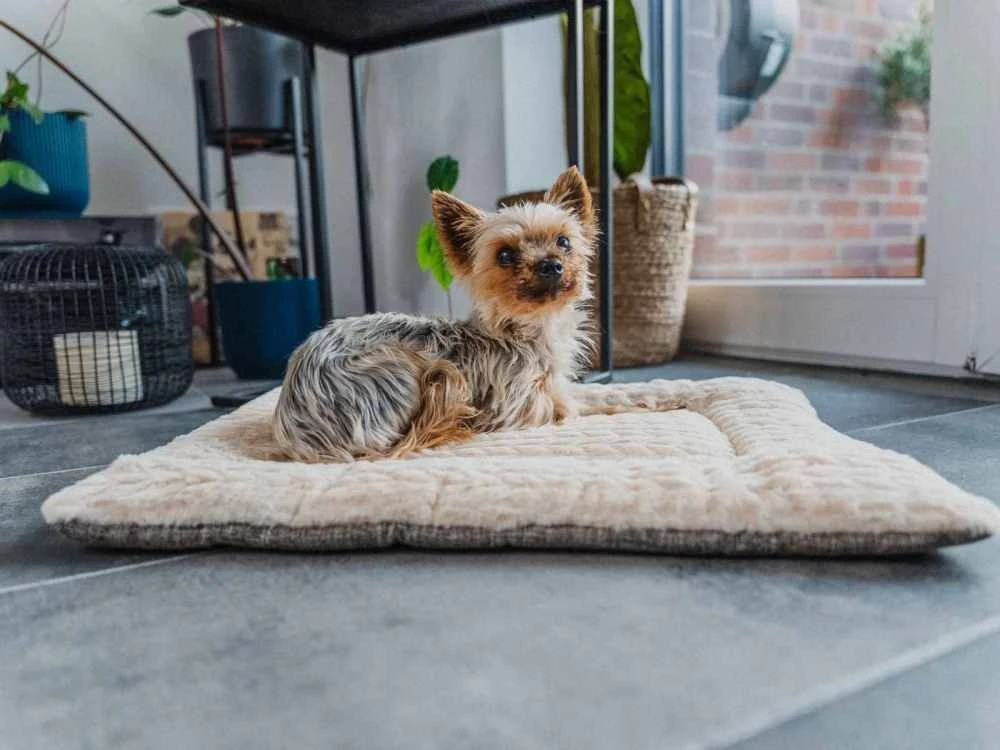 TrendPet Hondendeken Heaven Beige 4 TrendPet Hondendeken Heaven Beige - Afbeelding 2