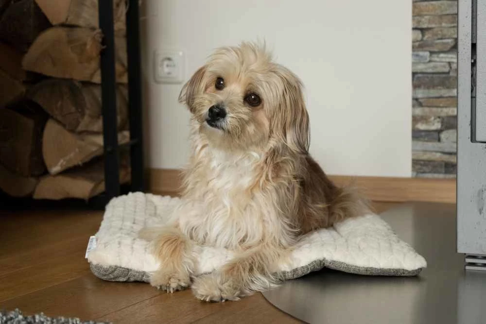 TrendPet Hondendeken Heaven Beige 7 TrendPet Hondendeken Heaven Beige - Afbeelding 5