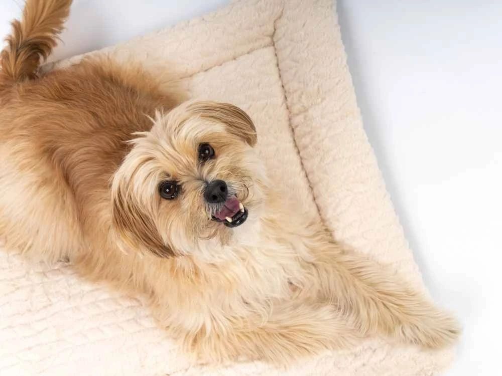 TrendPet Hondendeken Heaven Beige 11 TrendPet Hondendeken Heaven Beige - Afbeelding 9