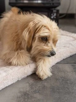 TrendPet Hondendeken Harmony Beige