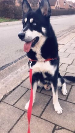 Petsafe Anti-Trek Hondentuig Easy Walk ® Rood -Huisdierbenodigdheden image 238