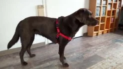 Petsafe Anti-Trek Hondentuig Easy Walk ® Rood -Huisdierbenodigdheden image 239