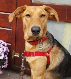 Petsafe Anti-Trek Hondentuig Easy Walk ® Rood -Huisdierbenodigdheden image 240