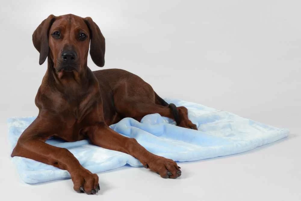 TrendPet Hondendeken Coco Blauw 3 TrendPet Hondendeken Coco Blauw