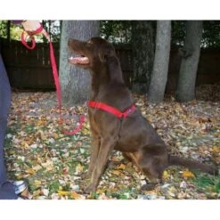 Petsafe Anti-Trek Hondentuig Easy Walk ® Rood -Huisdierbenodigdheden image 243