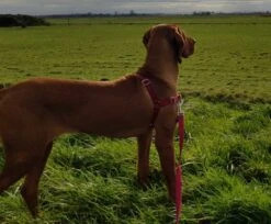 Petsafe Anti-Trek Hondentuig Easy Walk ® Rood -Huisdierbenodigdheden image 245