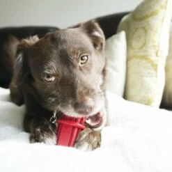 Kong Hondenspeelgoed Dental Stick -Huisdierbenodigdheden image 2509