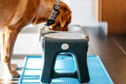 Dexas Adjustable Height Pet Feeder Light Grey