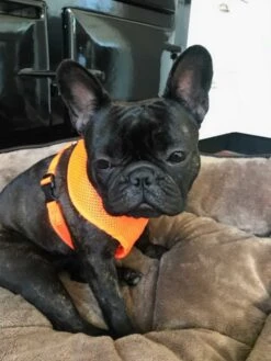 Doxtasy Hondentuig Round Loop Harnass Mesh Fluo Orange -Huisdierbenodigdheden image 258