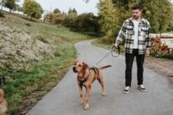 Hunter Veiligheidsharnas Maldon Zwart -Huisdierbenodigdheden image 26