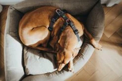 Hunter Hondentuig Aalborg Mixed Cognac -Huisdierbenodigdheden image 263