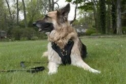 Dean And Tyler Hondentuig The Victory -Huisdierbenodigdheden image 273