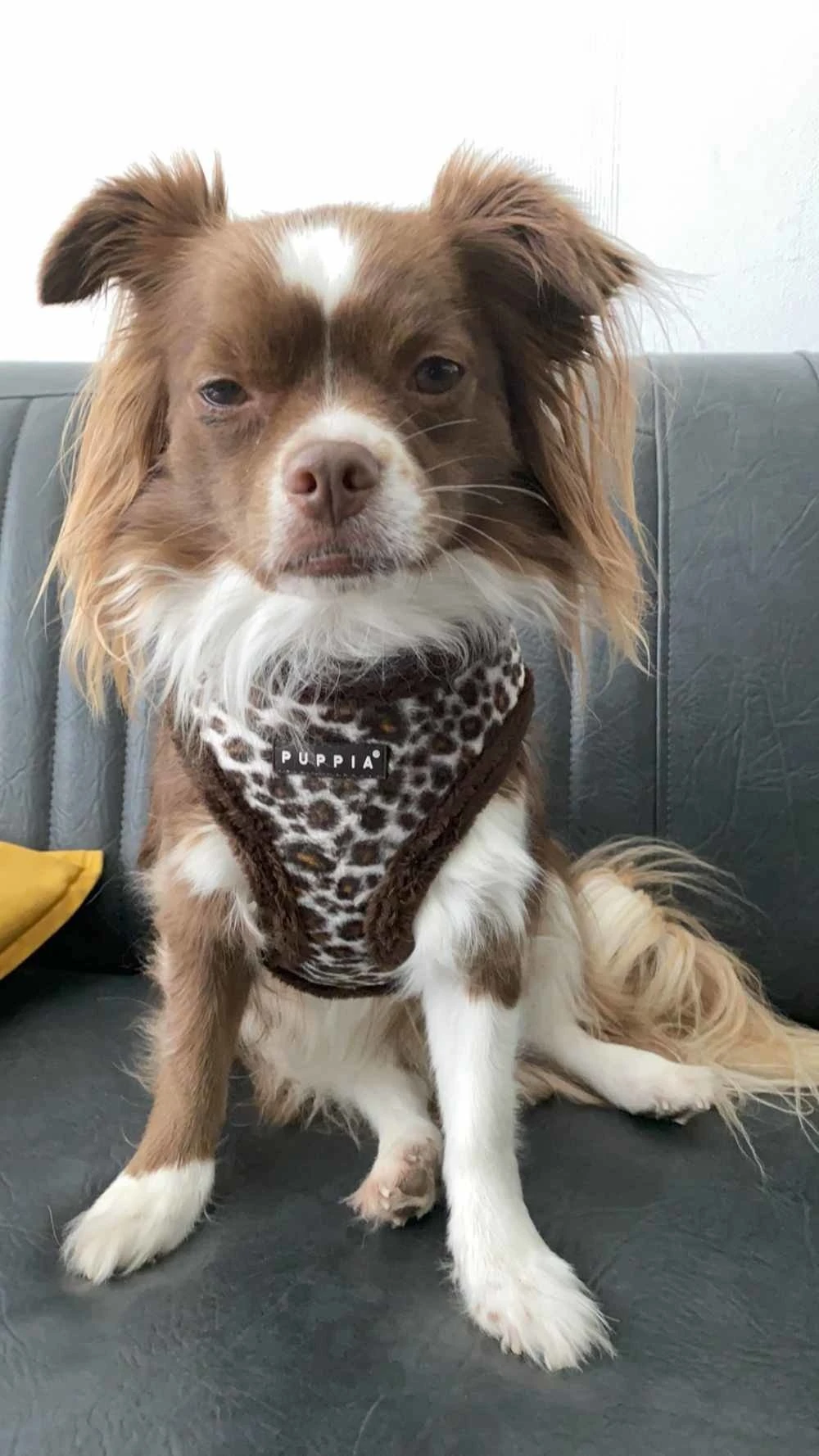 Puppia Hondentuig Leonard Bruin 4 Puppia Hondentuig Leonard Bruin - Afbeelding 2