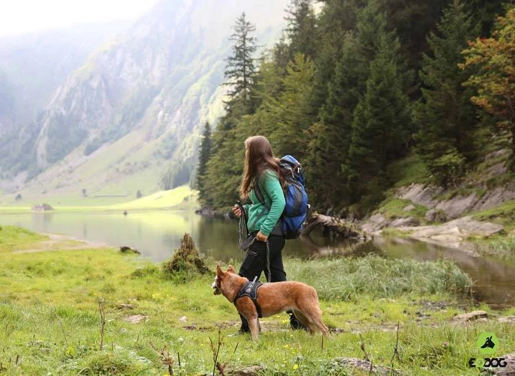 EQDOG Hondentuig Classic Harness Zwart 5 EQDOG Hondentuig Classic Harness Zwart - Afbeelding 3