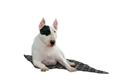 Aqua Coolkeeper Koelmat Scottish Grey -Huisdierbenodigdheden image 30