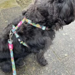 Max & Molly Hondentuig Donuts -Huisdierbenodigdheden image 306