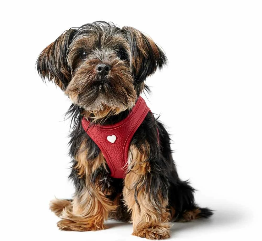 Hunter Hondentuig Love 4 Hunter Hondentuig Love - Afbeelding 2