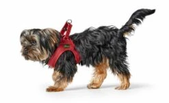 Hunter Hondentuig Love 17 Hunter Hondentuig Love -Huisdierbenodigdheden image 315