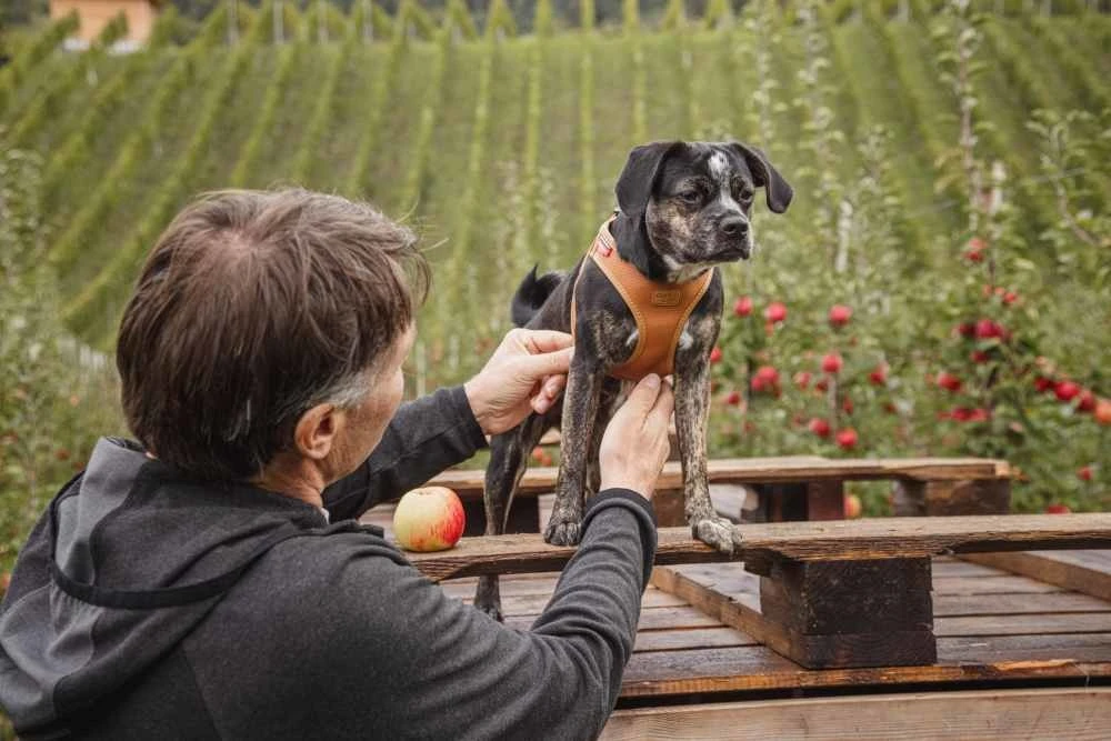 Curli Hondentuig Clasp Vest Apple Leather Bruin 5 Curli Hondentuig Clasp Vest Apple Leather Bruin - Afbeelding 3