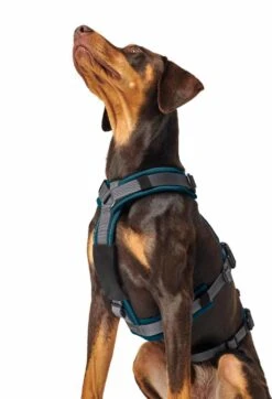 Hunter Veiligheidsharnas Maldon Teal -Huisdierbenodigdheden image 35