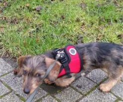 Puppia Hondentuig Soft Vest Red -Huisdierbenodigdheden image 351