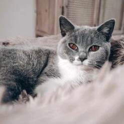 District70 Hondenmand Donut Fuzz Zand -Huisdierbenodigdheden image 361