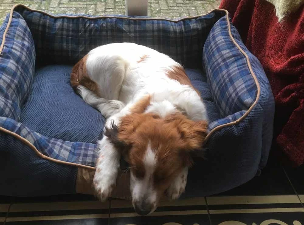 Scruffs Hondenmand Highland Blauw 4 Scruffs Hondenmand Highland Blauw - Afbeelding 2