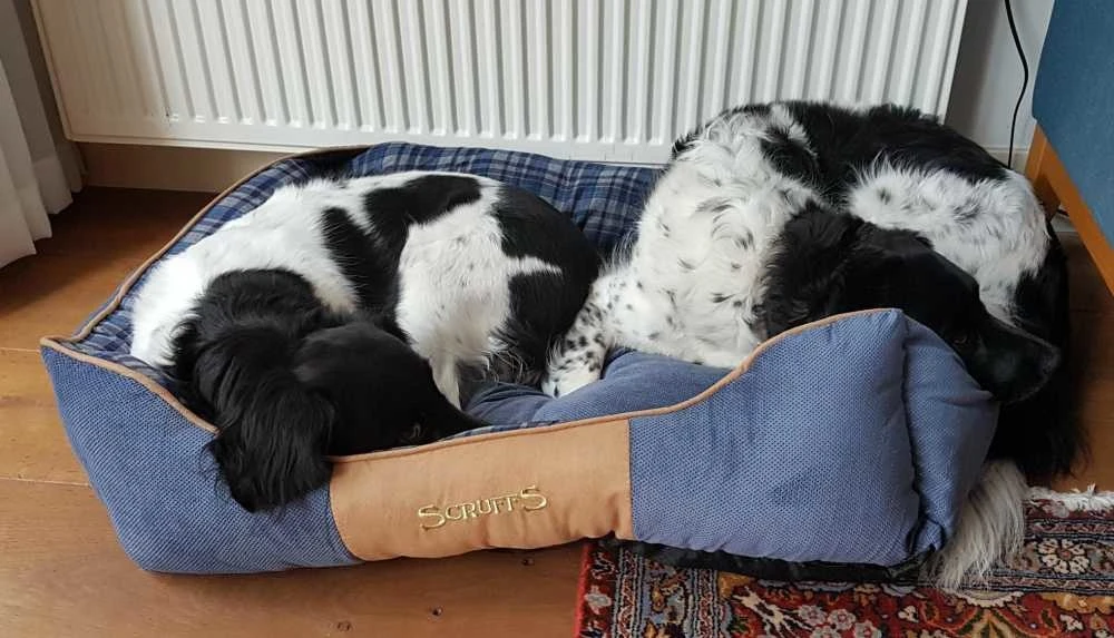 Scruffs Hondenmand Highland Blauw 9 Scruffs Hondenmand Highland Blauw - Afbeelding 7